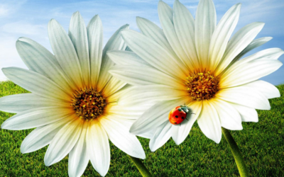 Newsletter September 2024